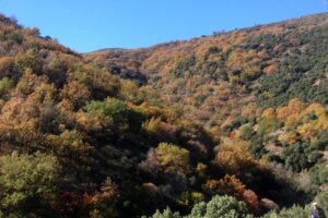 Lugros el bosque encantado de Sierra Nevada