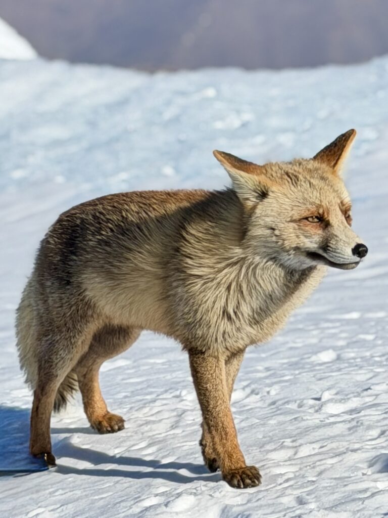 Zorro en la cumbre del Pico Veleta